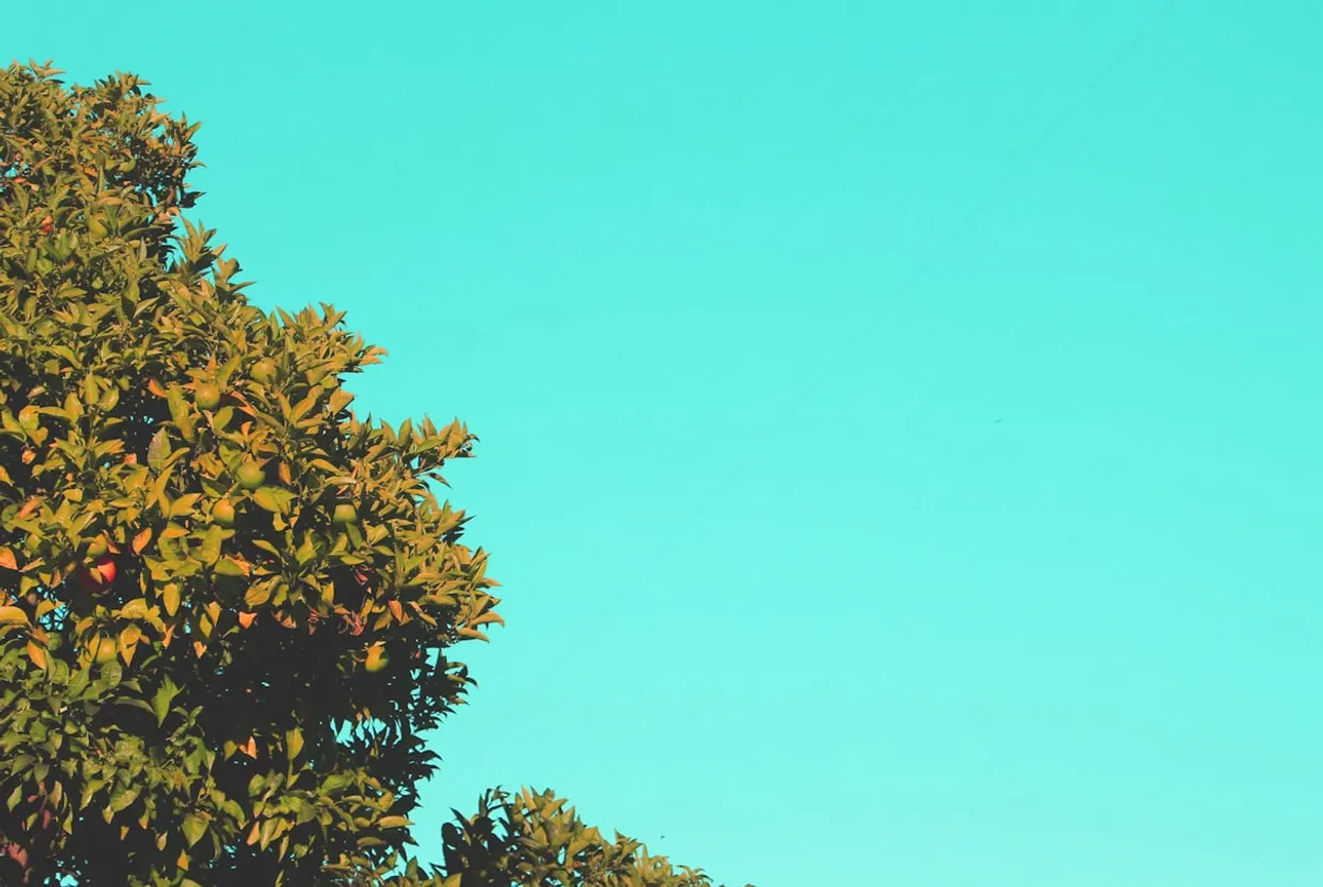 High performance web development dashboard